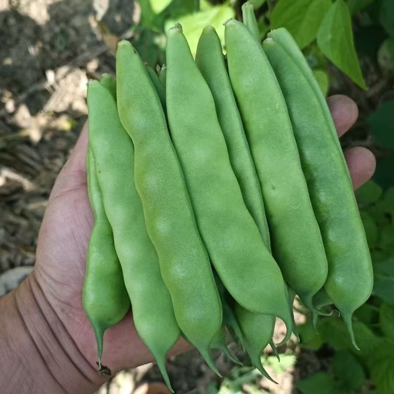 油豆九月青一点红市场货电商货大量供应，一件代发