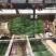 小葱，小香葱，产地直发，量大价优，有需请咨询！