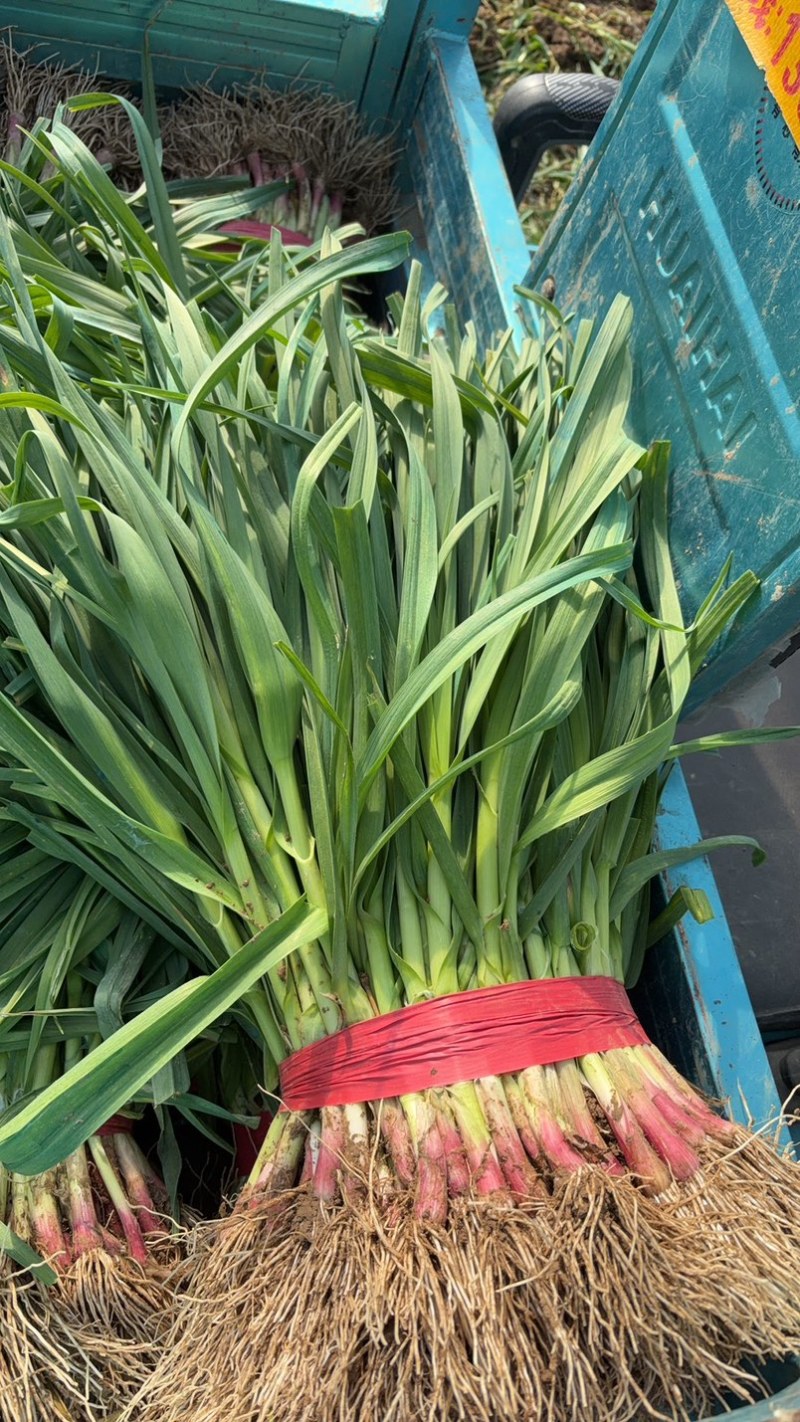 精品大棚红根蒜苗，一手货源，全国可发！