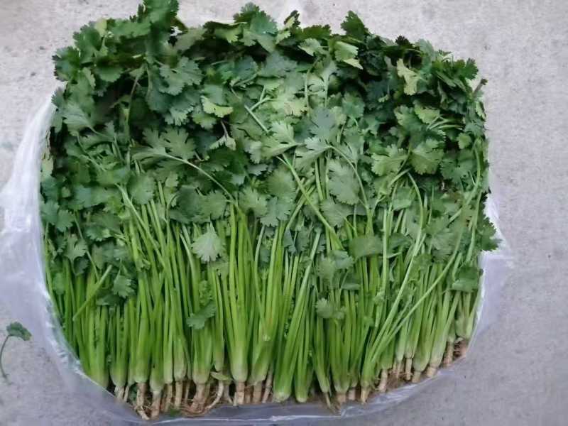中叶铁杆青香菜量大从优规格齐全对接市场档口商超欢迎来电
