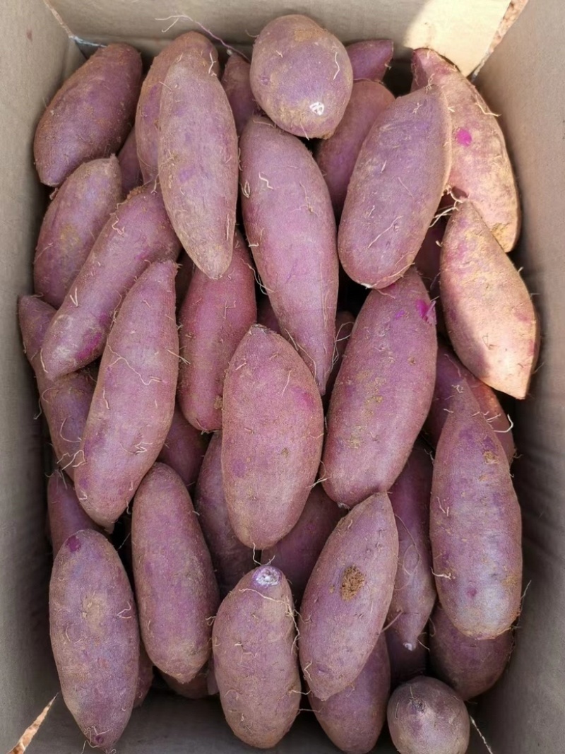 四川南充紫薯大量上市各种规格品种均有南薯88南薯008