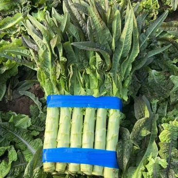 江苏红叶莴笋清脆多汁产地直供实地和视频看货