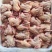 新鲜乳鸽肉冰鲜鸽保温加冰全国冷链发货产地发
