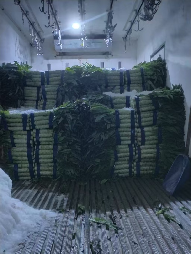 江苏红叶莴笋清脆多汁产地直供实地和视频看货
