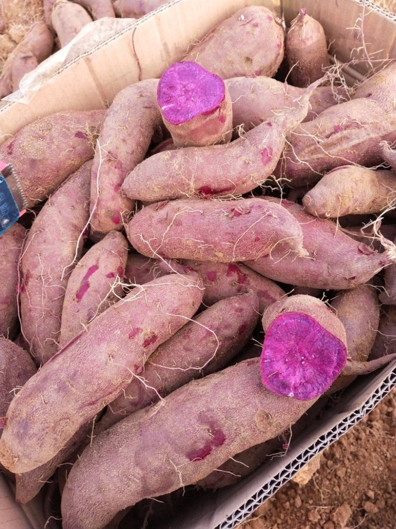 四川南充紫薯大量上市各种规格品种均有南薯88南薯008
