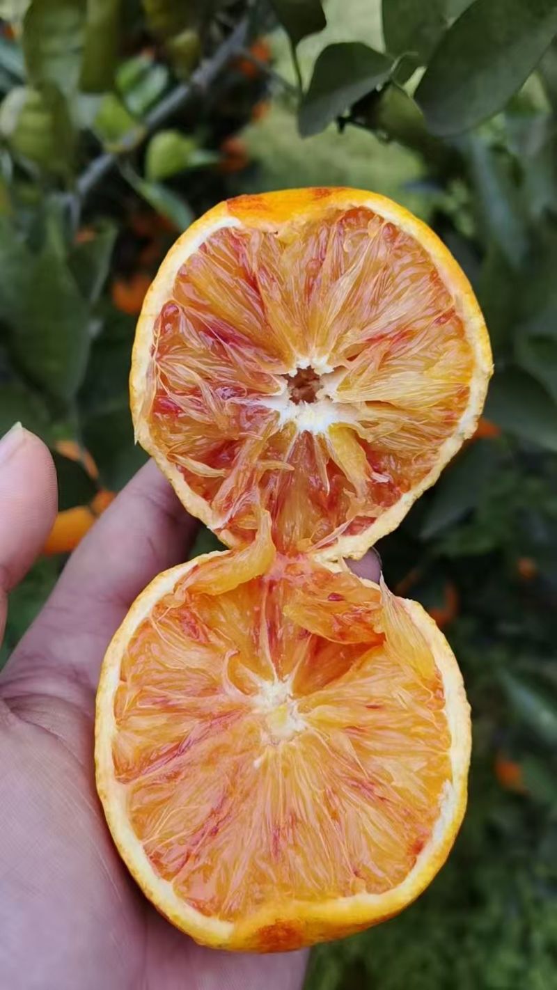 资中塔尔科血橙