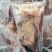 乳鸽肉白条鸽工厂发货批发商电商餐饮常年稳定供应