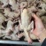 乳鸽肉白条鸽工厂发货批发商电商餐饮常年稳定供应