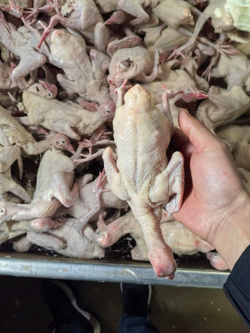 乳鸽肉白条鸽工厂发货批发商电商餐饮常年稳定供应