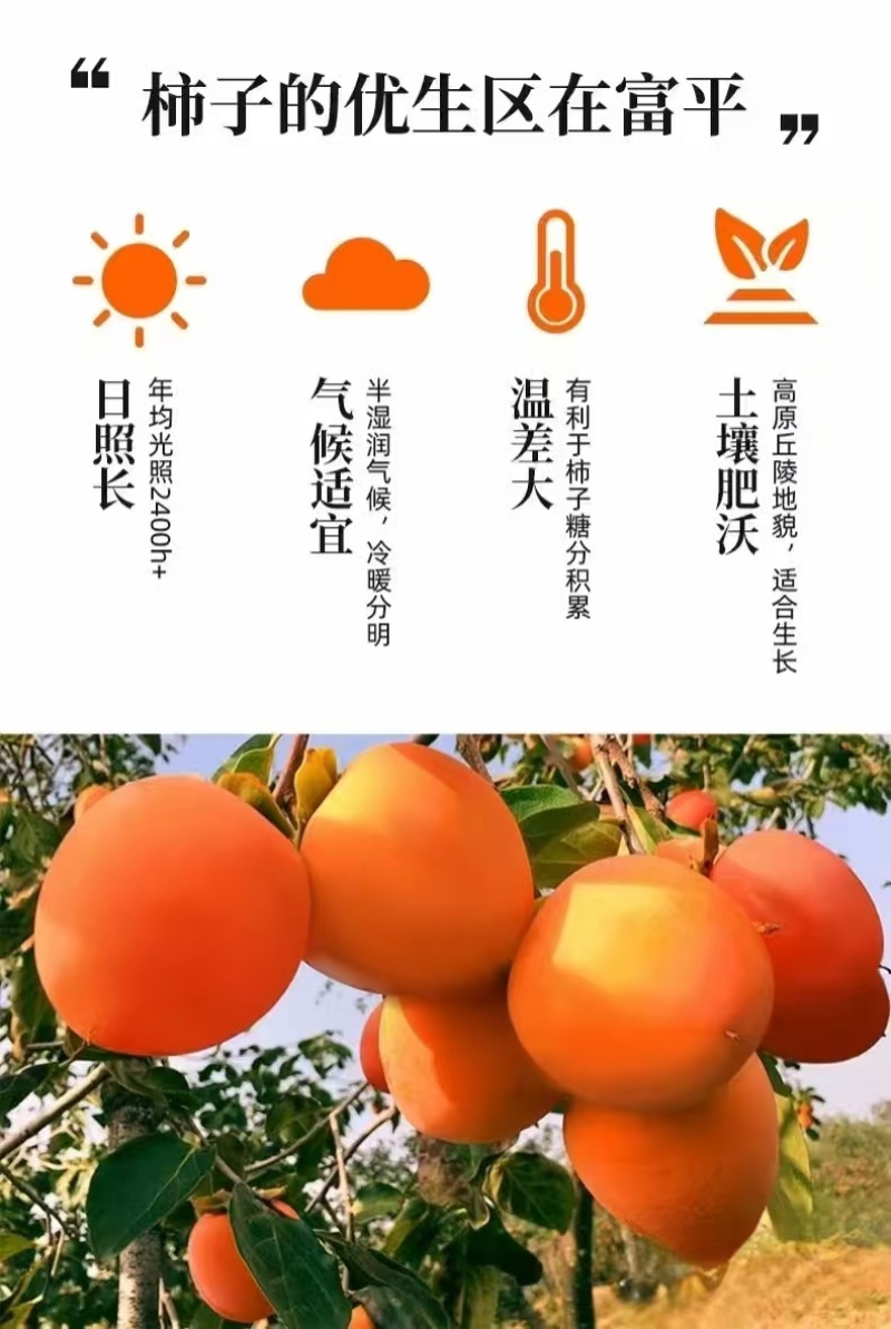 柿饼富平尖柿子制作而成流心爆汁软糯香甜一手货源