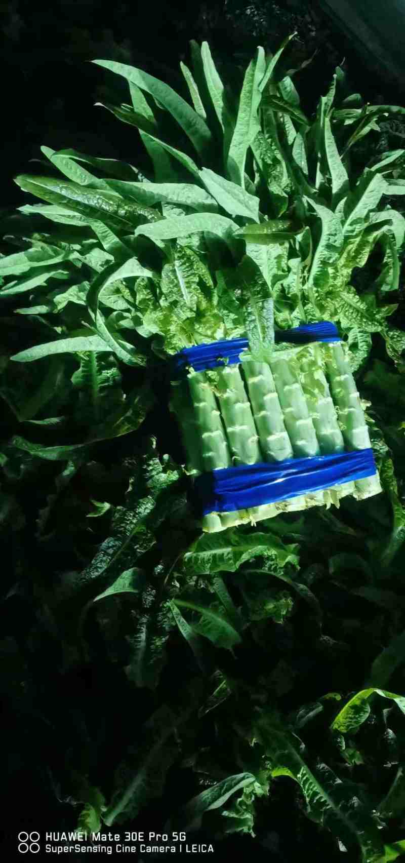 江苏尖叶莴笋莴苣风味浓郁口感紧实价格美丽欢迎咨询