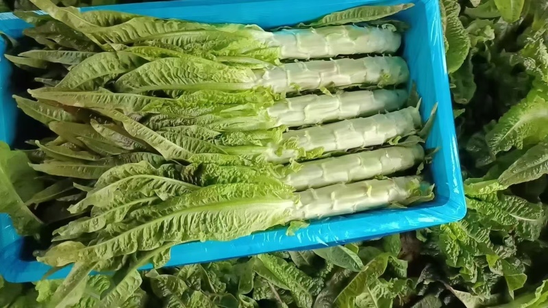江苏尖叶莴笋莴苣风味浓郁口感紧实价格美丽欢迎咨询