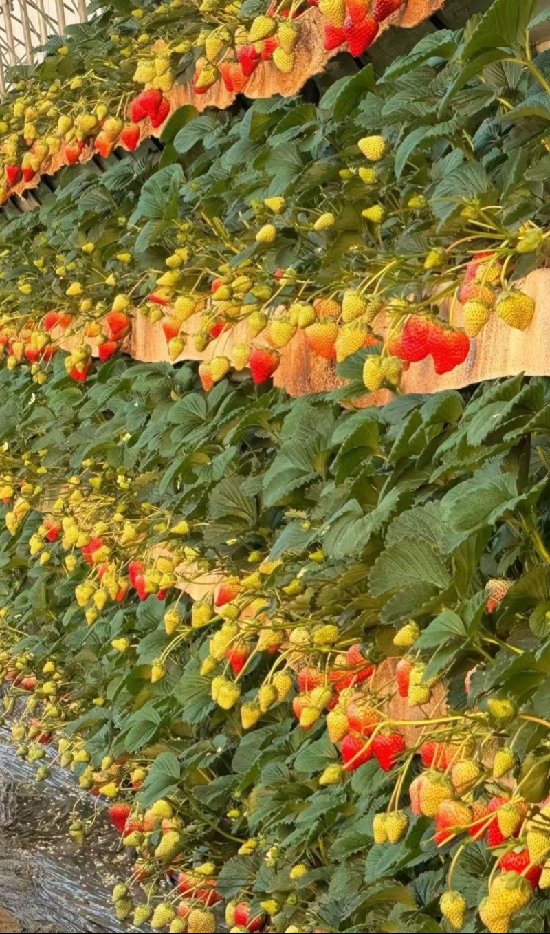 东港九九草莓颜色鲜艳个大味美欢迎选购送礼佳品