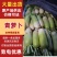 青头萝卜/青萝卜/山东青萝卜/产区直发/大量现货