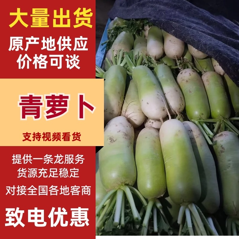 青头萝卜/青萝卜/山东青萝卜/产区直发/大量现货
