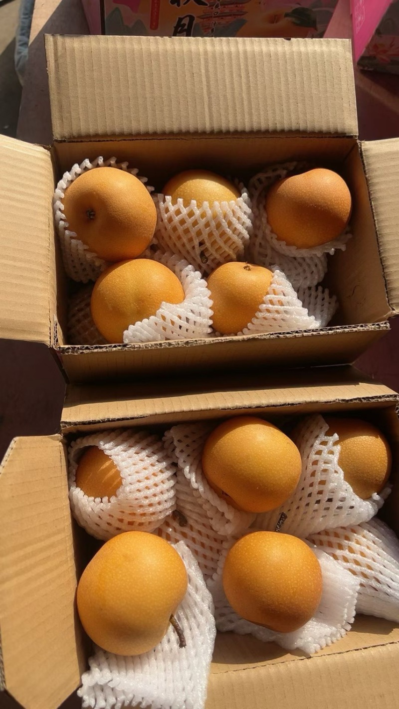 正宗秋月梨，大量现货，现场加工货源充足自产自销全国接单中