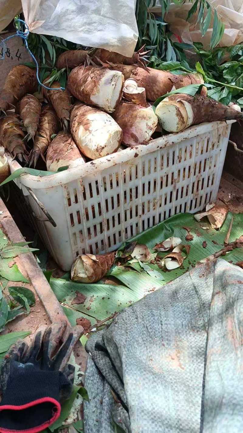 云南甜竹笋基地直发对接全国提供一条龙服务量大从优