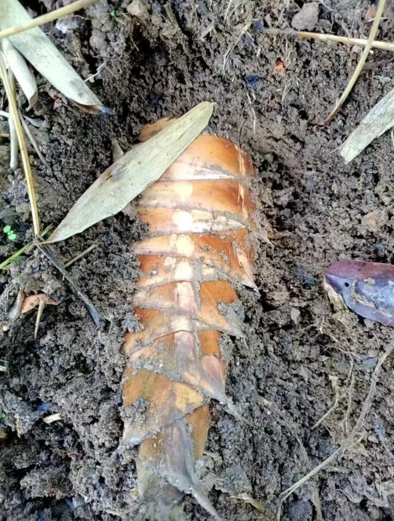 云南甜竹笋基地直发对接全国提供一条龙服务量大从优