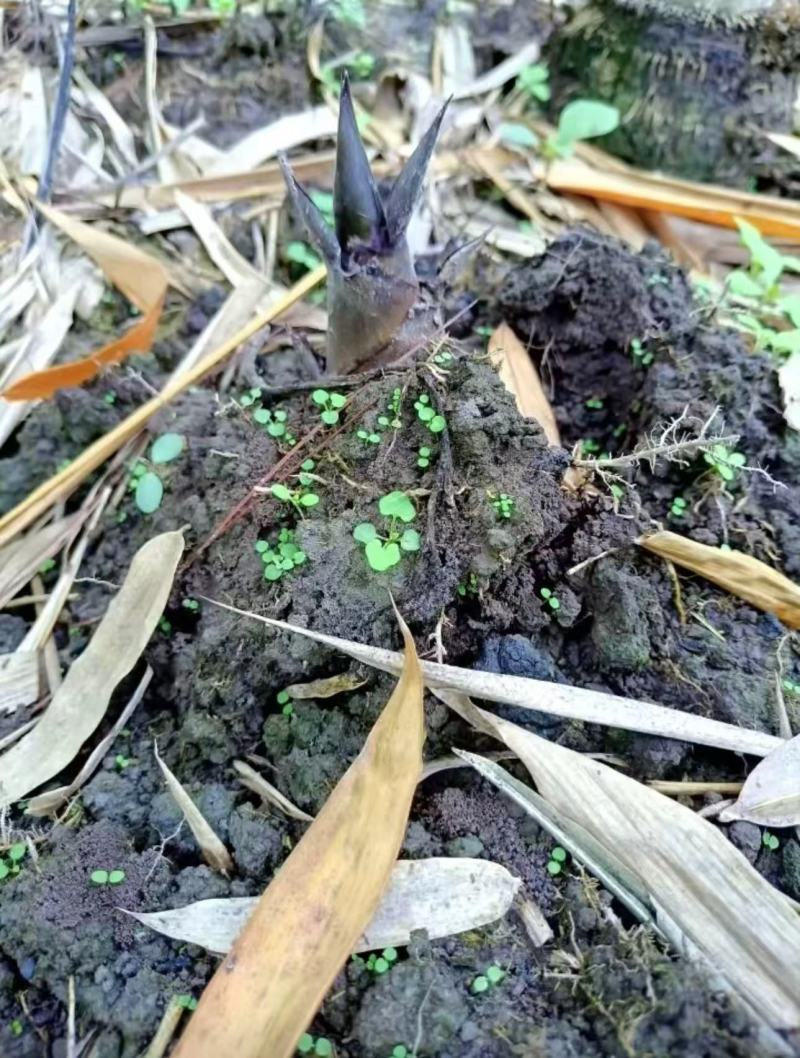 云南甜竹笋基地直发对接全国提供一条龙服务量大从优