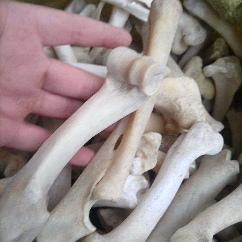 羊骨头正品无硫熏羊棒骨诚信经营大货供应