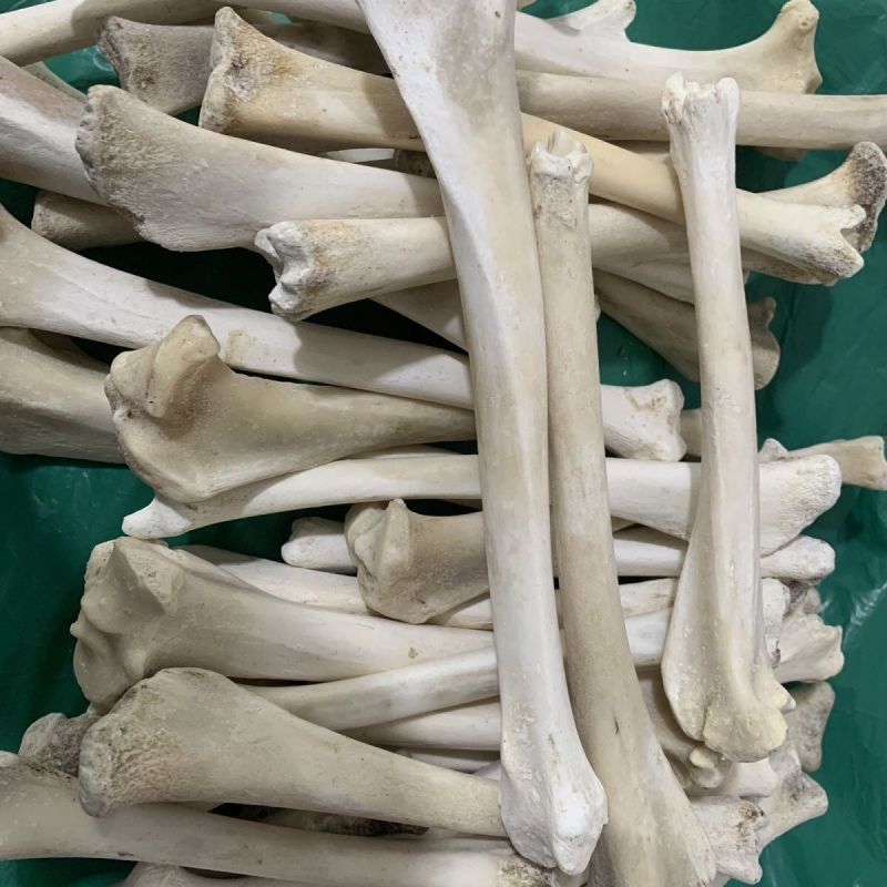 羊骨头正品无硫熏羊棒骨诚信经营大货供应