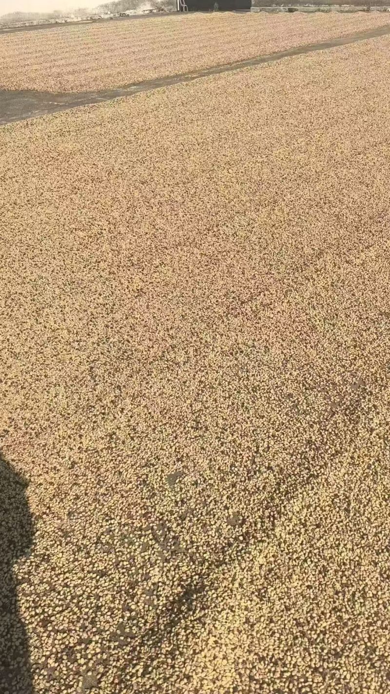 《咖啡豆》云南基地直发对接全国一件代发量大从优售后无忧
