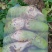 【青萝卜】绿皮萝卜/平顶山青萝卜/水洗萝卜/电商团购优惠