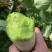 【青萝卜】绿皮萝卜/平顶山青萝卜/水洗萝卜/电商团购优惠