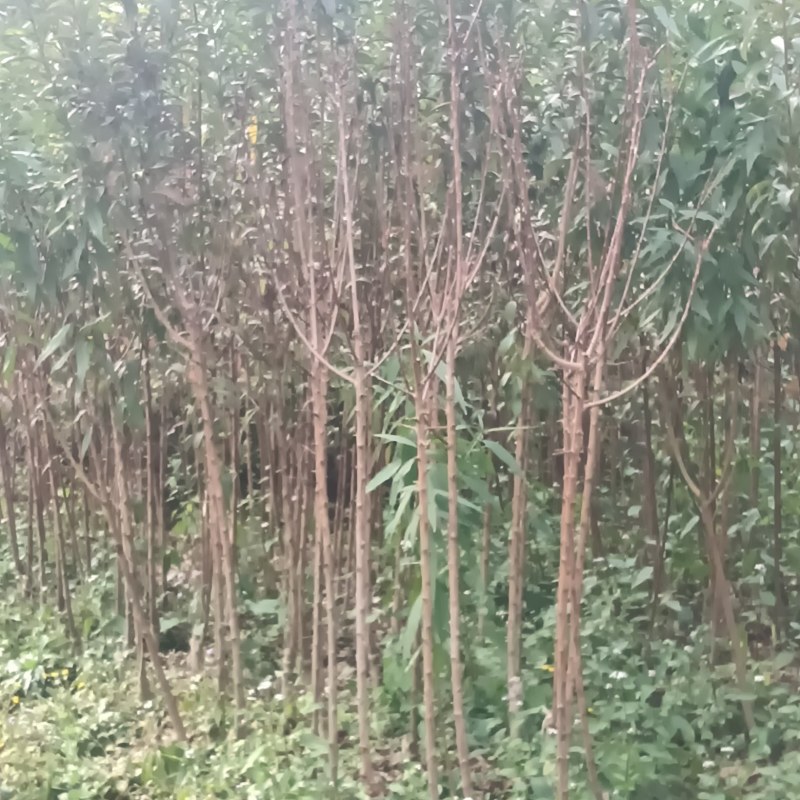 蜂糖李苖品质保证服务周到产地直供价格美丽欢迎咨询