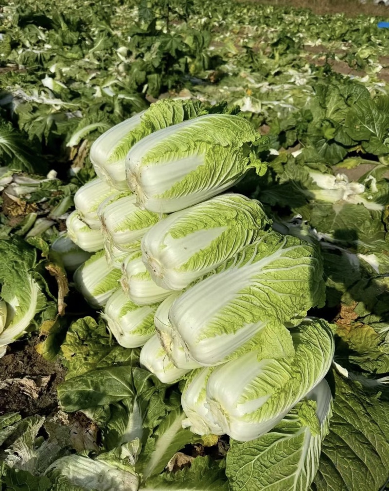 【白菜】河南大白菜/周口白菜/产地直发对接全网一件批发价