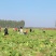 【白菜】河南大白菜/周口白菜/产地直发对接全网一件批发价