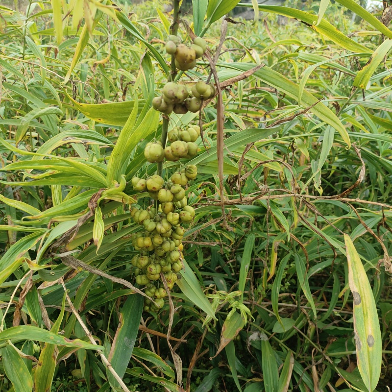 黄精种子，自产自销，现摘