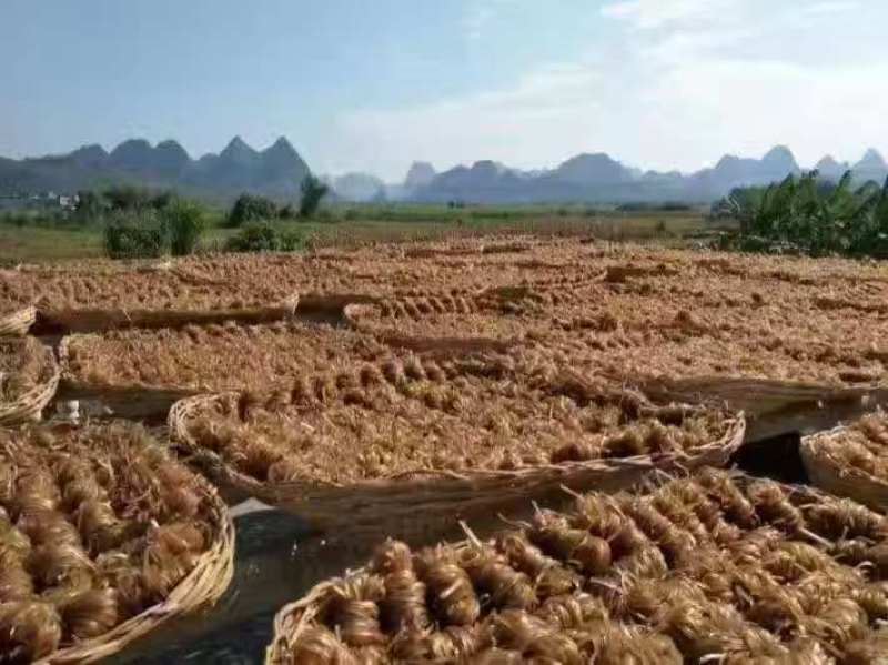 广西河池罗城黄金江口红薯粉条，产地一手货源量大优惠