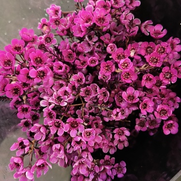腊梅云南鲜花产地直发一手货源，品种齐全，视频代发全国