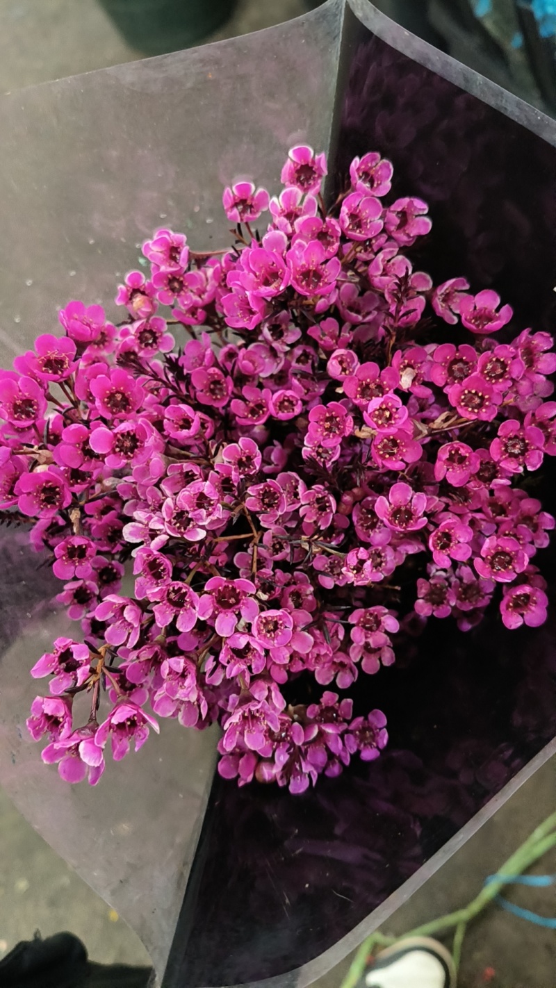 腊梅云南鲜花产地直发一手货源，品种齐全，视频代发全国