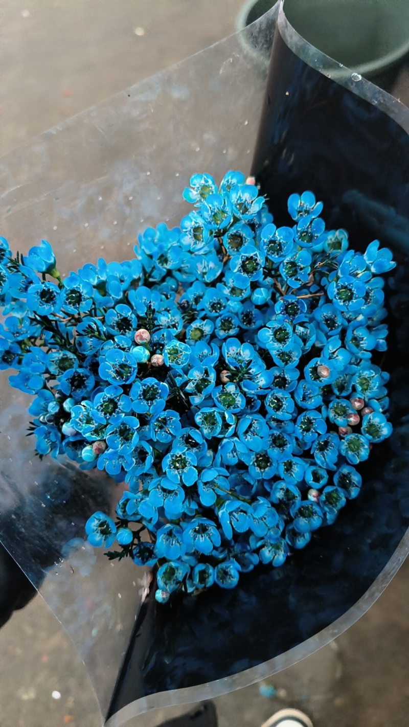 腊梅云南鲜花产地直发一手货源，品种齐全，视频代发全国