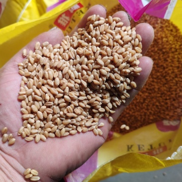 小包装种子小麦