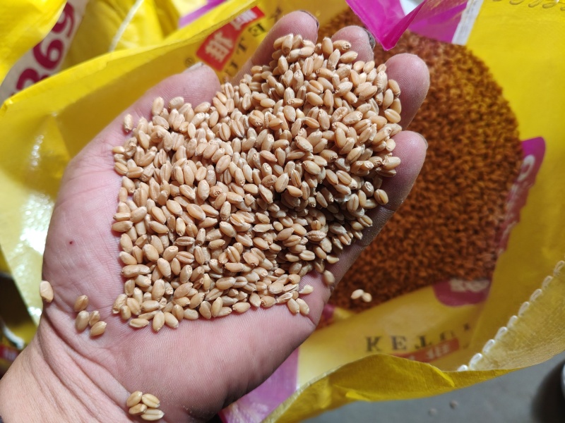 小包装种子小麦