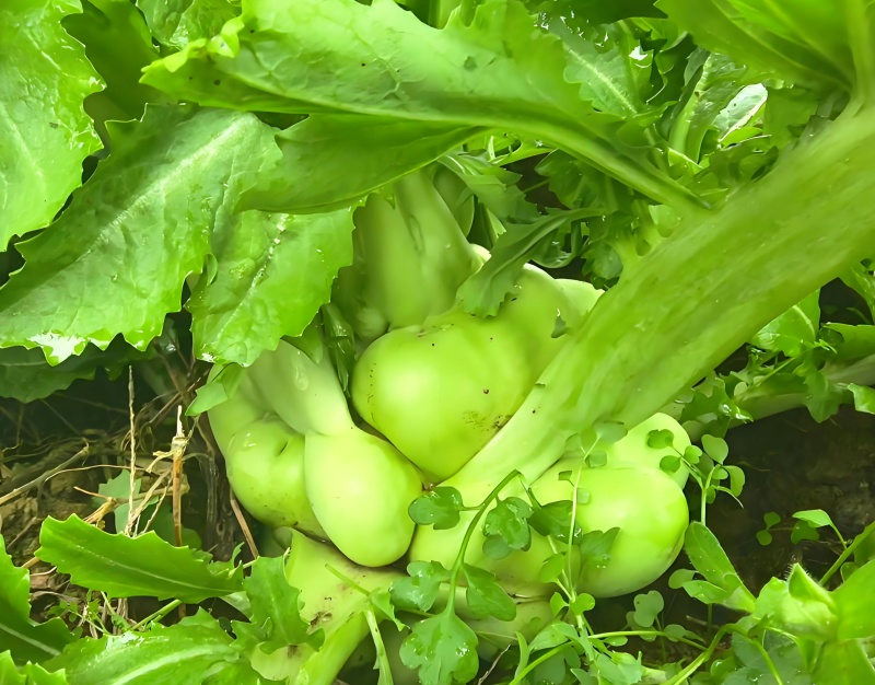 榨菜