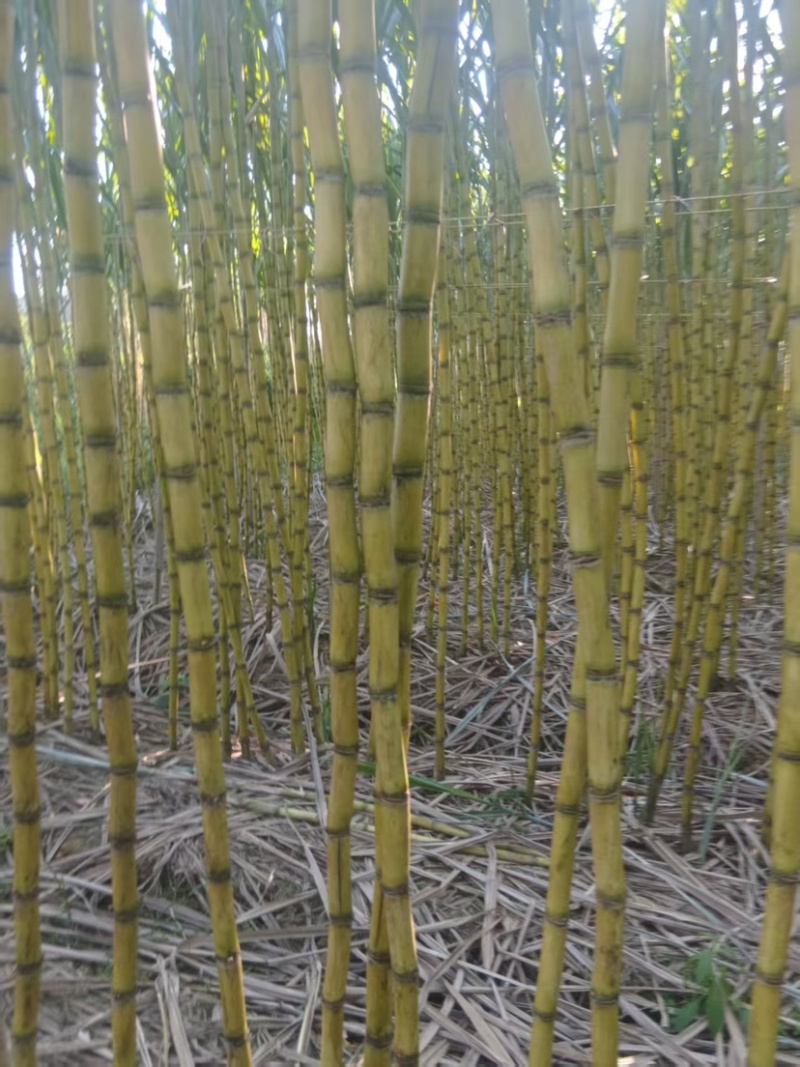 广西黄皮甘蔗，节长均匀，品相好，产地直发，保质量