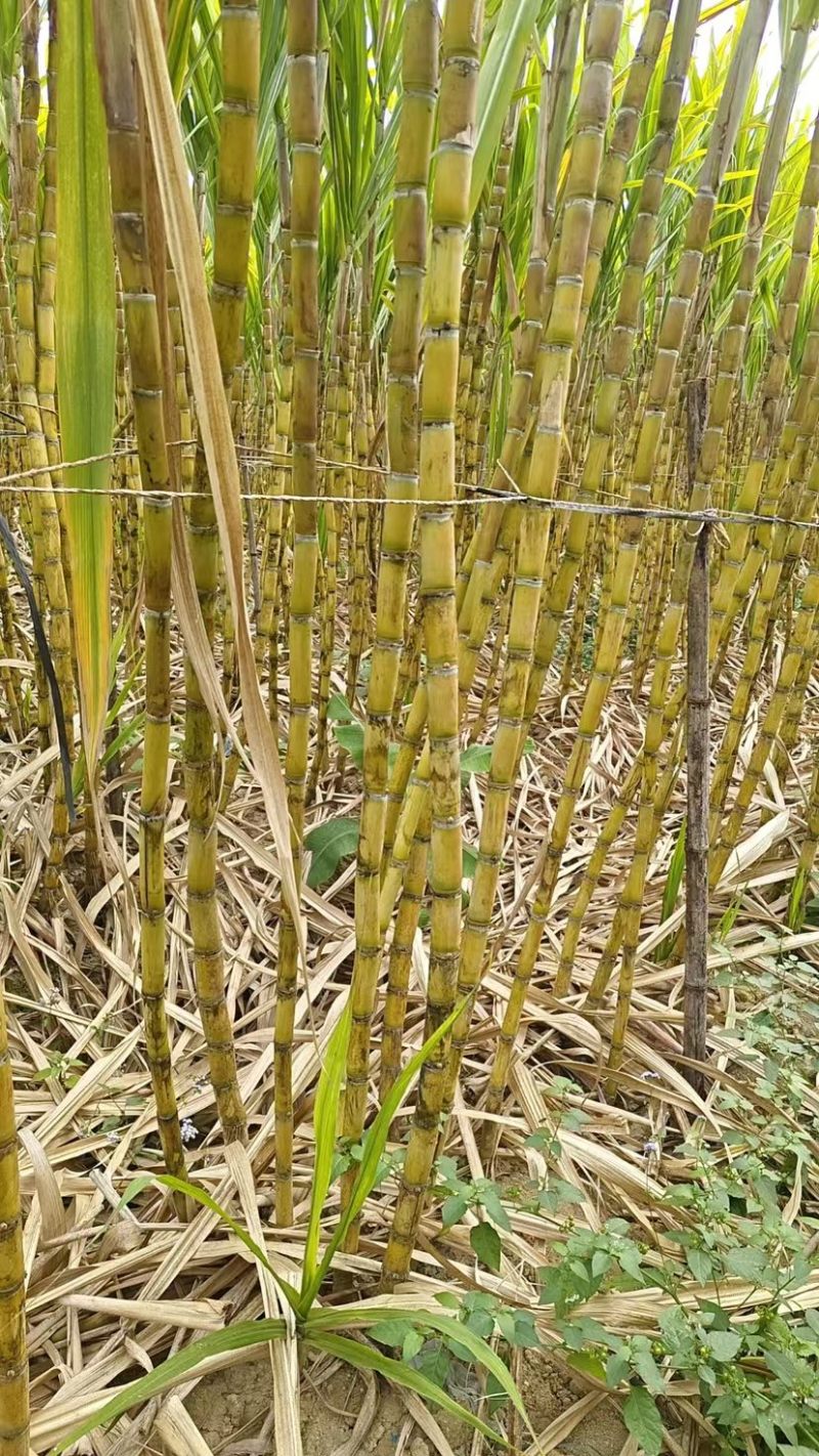 广西黄皮甘蔗，节长均匀，品相好，产地直发，保质量