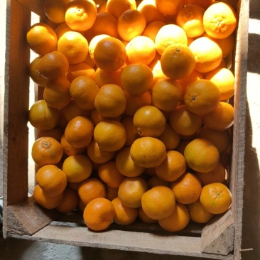 福建精品芦柑，产地直发，承接各大商超，电商，批发商，