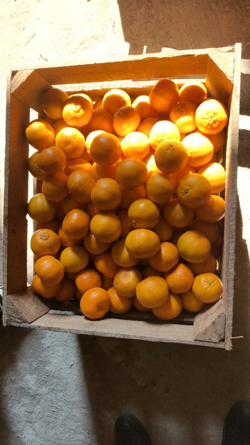 福建精品芦柑，产地直发，承接各大商超，电商，批发商，