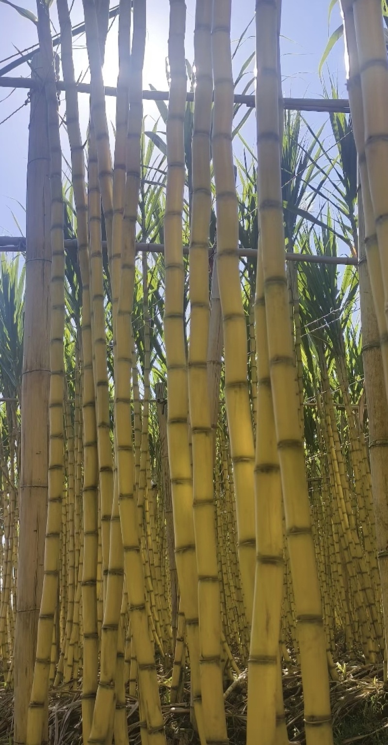广西黄皮甘蔗，节长均匀，品相好，产地直发，保质量