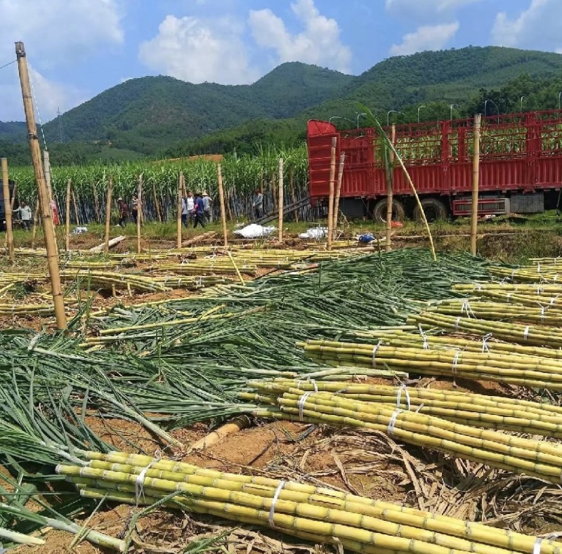 广西黄皮甘蔗，节长均匀，品相好，产地直发，保质量