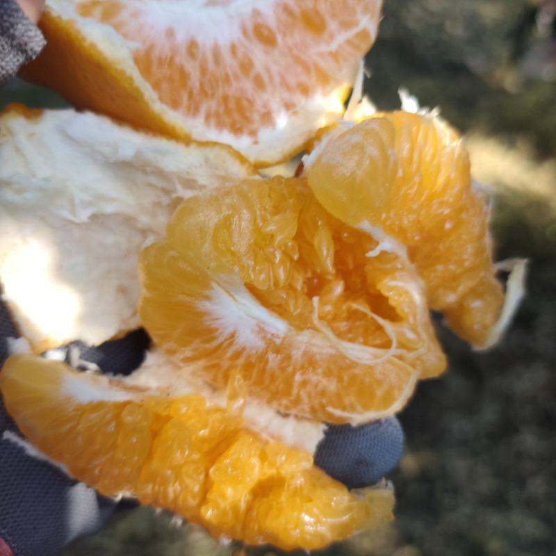 春见耙耙柑，汁浓爆浆，好吃不贵大量上市，欢迎来电现场看货