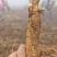 海拔2700米种的黄芪
