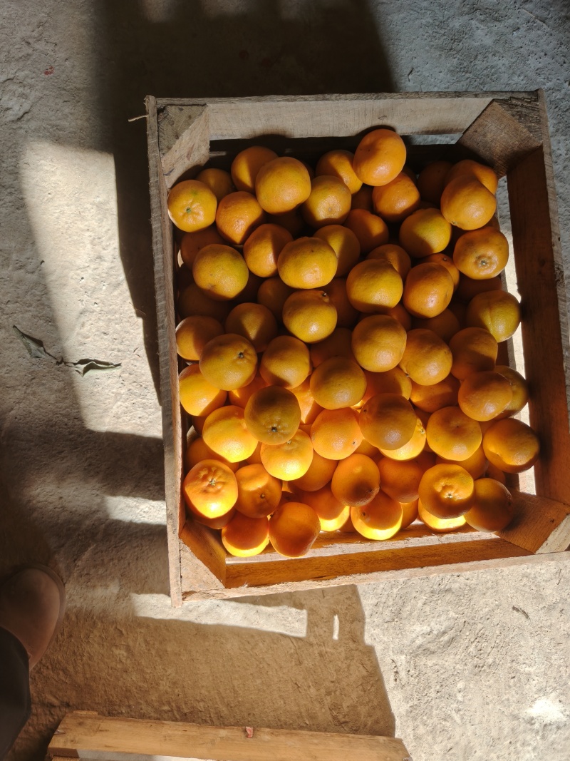 福建精品芦柑，产地直发，承接各大商超，电商，批发商，