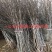 山东冬枣树苗酸枣品种纯正保证成活率50-80公分左右
