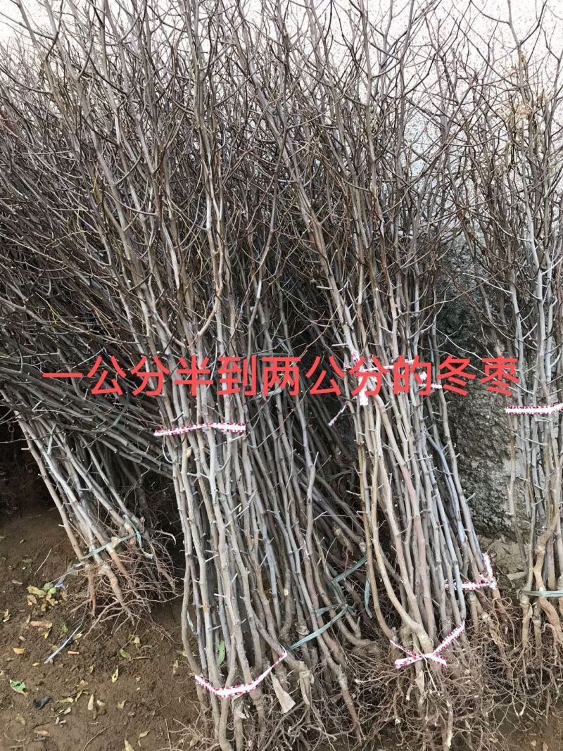 山东冬枣树苗酸枣品种纯正保证成活率50-80公分左右